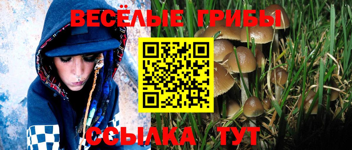 Миасс  Псилоцибиновые грибы Psilocybe  Вход с VPN  Псилоцибиновые грибы прущие грибы 